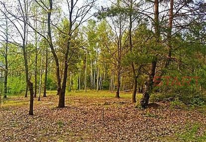 Działki z lasem w książenicach.