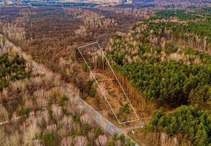 Załuże, gm. szczerców – zalesiona działka