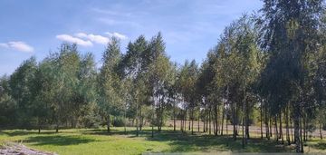 Działka budowlana – teodorów, gm. skórzec