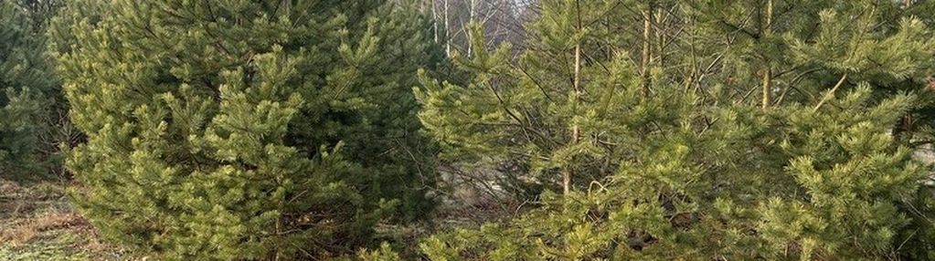 Działka 1000 m² pod zabudowę letniskową.