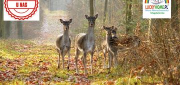 Cicha ładna doświetlona działka, wokół nowe wille