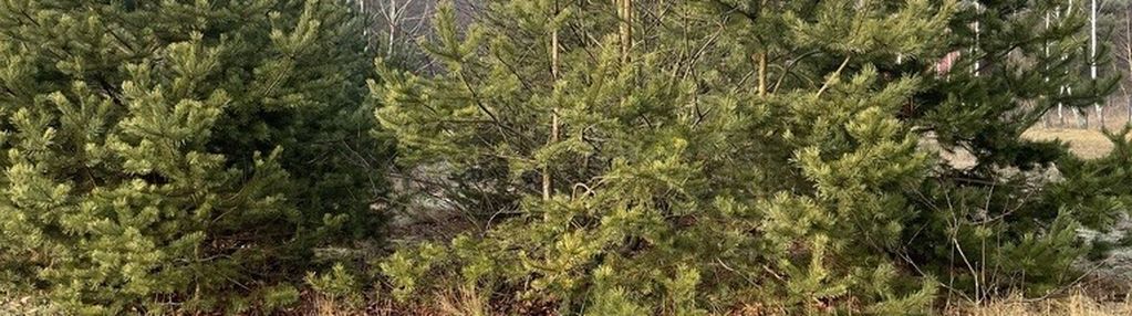 Działka 2050 m² pod zabudowę letniskową.