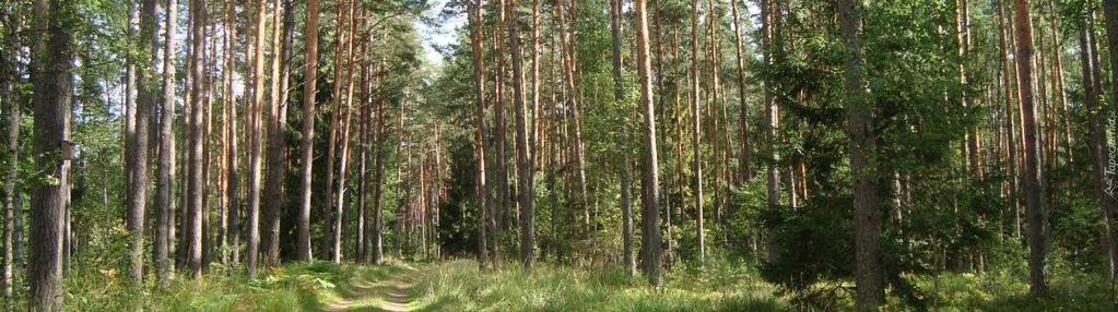 Las o łącznej powierzchni 3,37ha  w gm potok górny