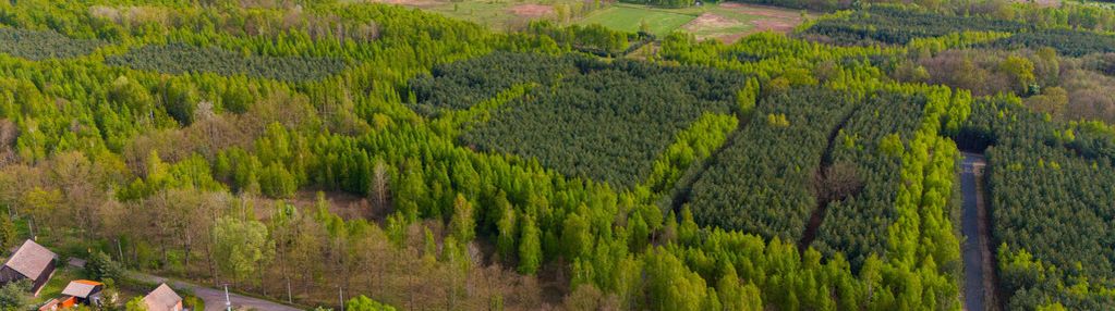 Duża działka z potencjałem, cisza i spokój-jaźwiny