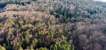 Działka leśna- olszowa-zakliczyn -małopolska