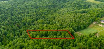 Prywatny las 41 ar – siemiechów, gm. gromnik
