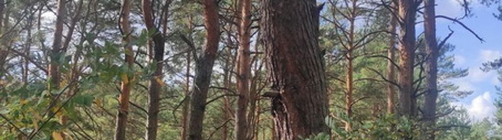 Działka dla miłośników natury i spokoju, radzymin