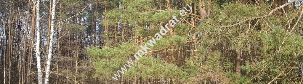 ⭐⭐⭐⭐2500 m2 urokliwa działka przy lesie z mpzp⭐⭐⭐⭐