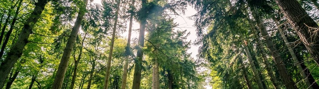 Działki leśno-rolne 28,68 ha | radwanowice |