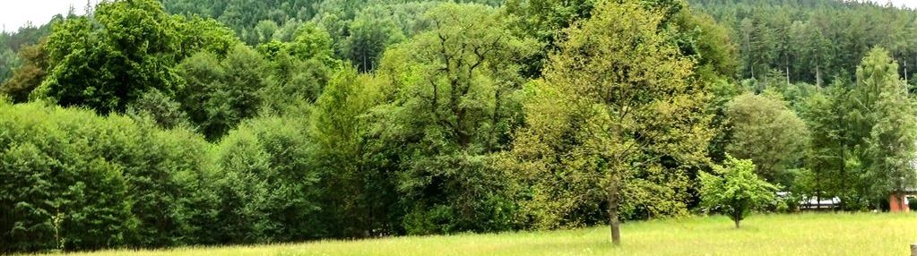 Działka budowlana trzcińsko z warunkami zabudowy