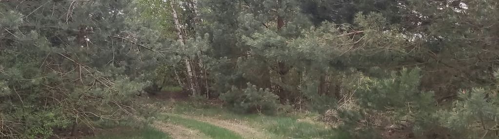 Działka z dostępem do wody, linią brzegową, las,