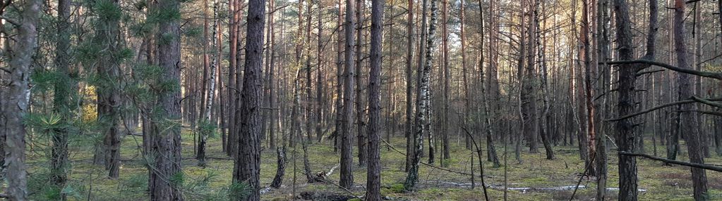 Las w miejsc. kąty gmina mały płock powiat kolno