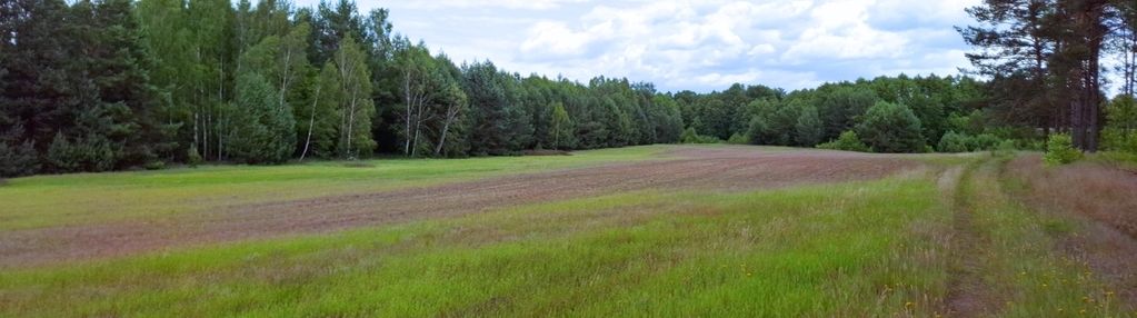 Duża działka rolna z lasem - męcikał gm. brusy