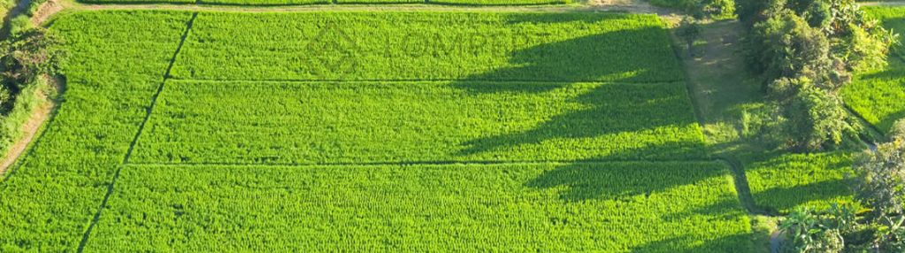 1 ha | las | wz na rezydencję | ursynów