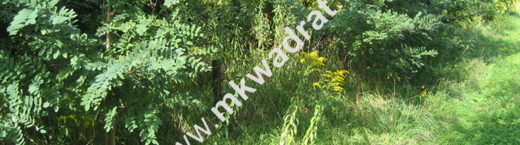 Działka budowlano-usługowa żółwin