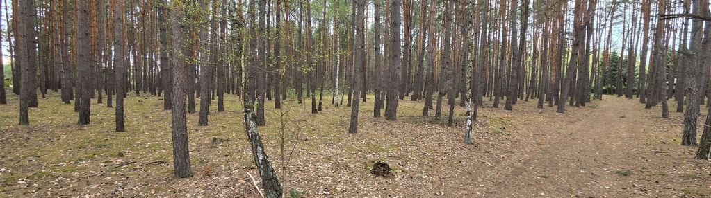 Działka leśna - w bardzo dobrej cenie