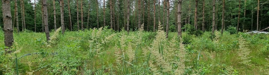 Działka budowlana, gorczyca, płaska, las