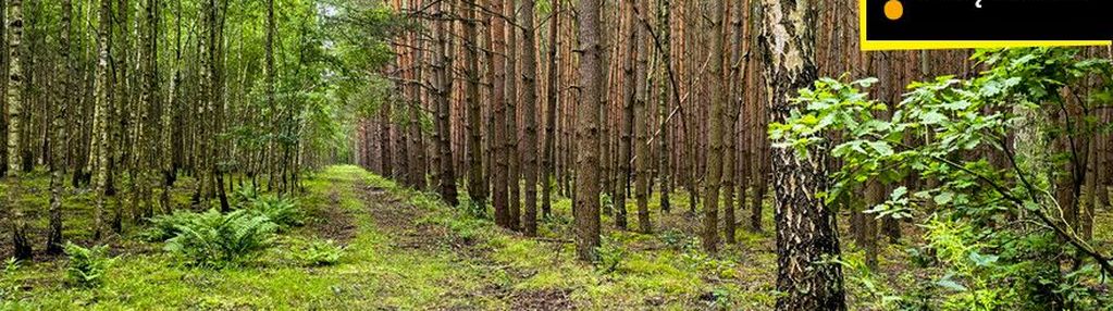 Działka leśna 1,92 ha w strzegomku koło rytwian