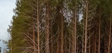 Sprzedam działki leśne: ogółem 8529 m2