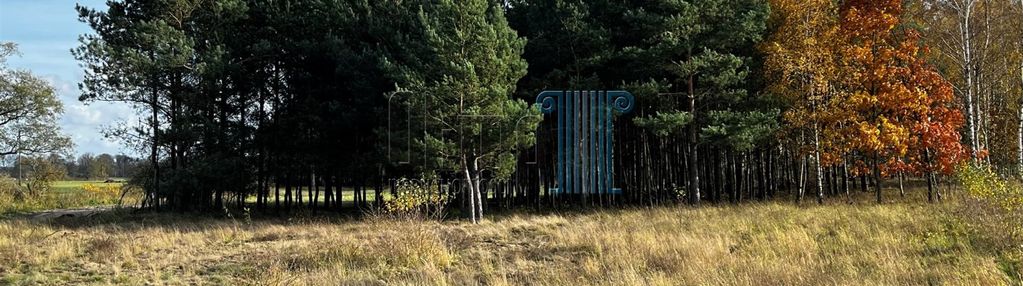 Nowe dąbie duża działka z własnym  lasem