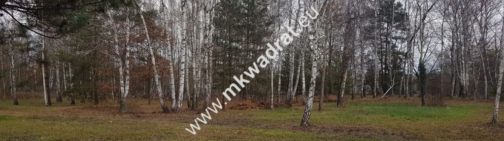 Działka na granicy lasu