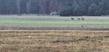 5,3 ha pod agroturystykę lub stadninę
