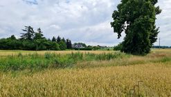 Działka 97a | nowa huta | ul. igołomska