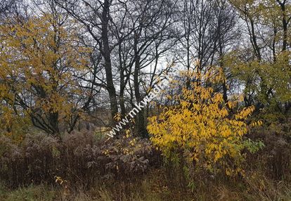 Działka z pozwoleniem na budowę dom 2 lokalowy