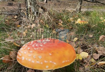 Działka brzoza ok 2,2 ha