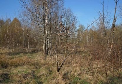 Stanisławów działka przy drodze głównej