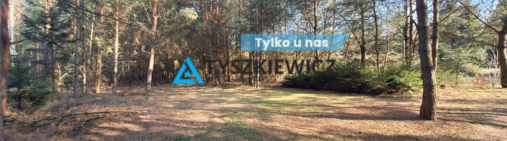 Frank - działka pośród lasu
