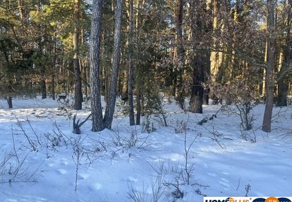1000 m² zielonej działki na lekkim wzniesieniu