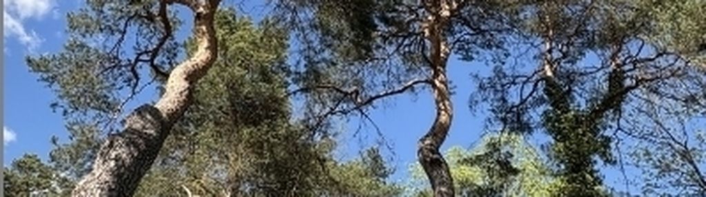Dom na pięknej działce w konstancinie-jeziornej