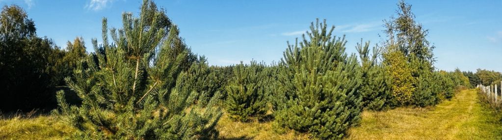 Działka rolno-budowlana 8800 m2, żurawka