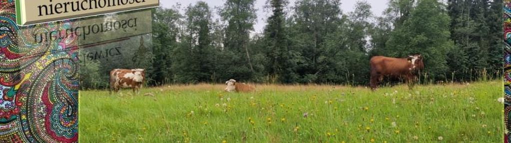 Tania działka na podhalu