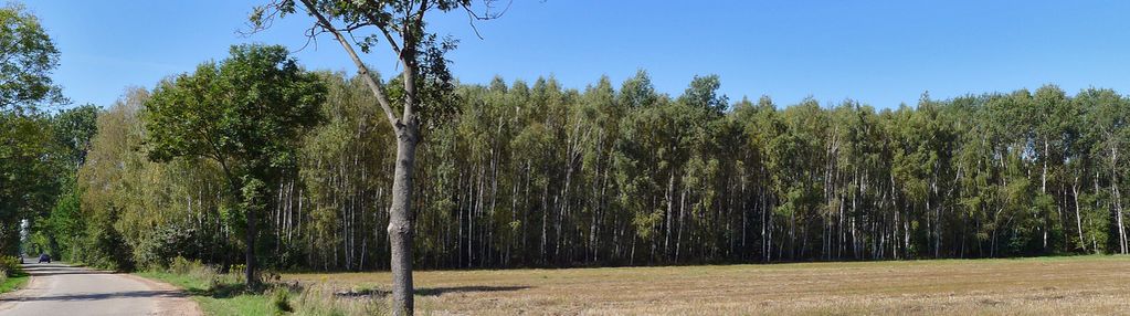 Działka w dobrzyńcu 15 200 m2