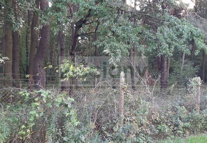 Zalesiona działka przy dwóch drogach w magdalence