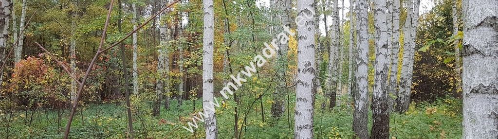 Budowlana z pięknymi drzewami | media | mpzp | lux