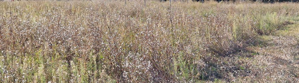 Działka z pozwoleniem na budowę blisko lasu