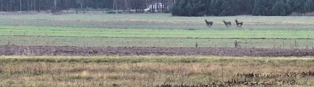 5,3 ha pod agroturystykę lub stadninę