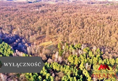 Działka leśna/wistka królewska