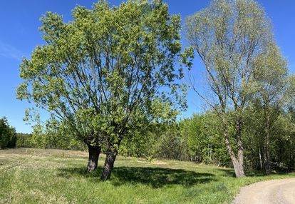 Działka siedliskowa w pustelniku