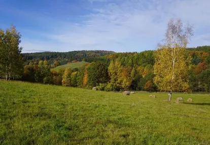 Sprzedam działki budowlane w miejscowości Wilcza