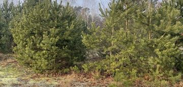 Działka budowlana w guzowatce o pow. 1204 m2.