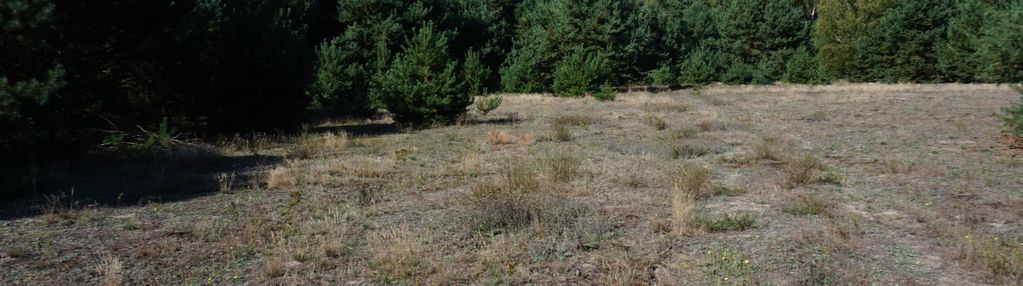 Działki budowlane pośród lasów.