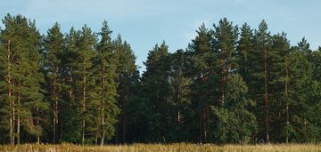 Działka leśna- 77 arów