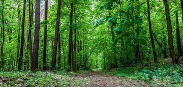 Piękny las w miejscowości rakowiec