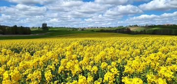 Kompleks uzbrojonych działek na granicy przodkowa!