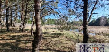 Działka w pięknym sosnowym lesie