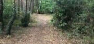 Na sprzedaż działka leśna szałe.